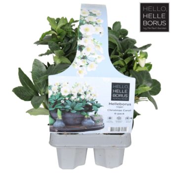 Helleborus niger 'Christmas Carol' 6-pack