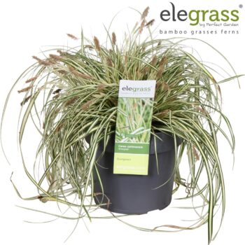 Carex hachijoensis 'Evergold' P19