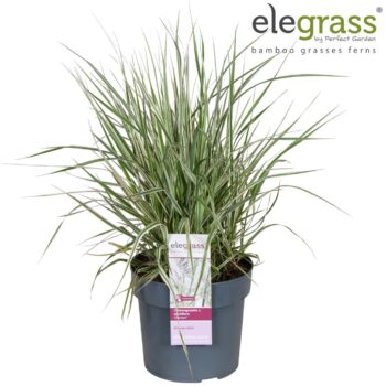 Calamagrostis x acutiflora 'Overdam' P14