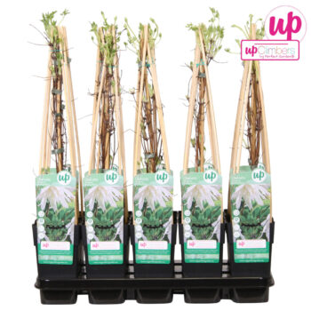 Clematis Alpina Albina Plena P15