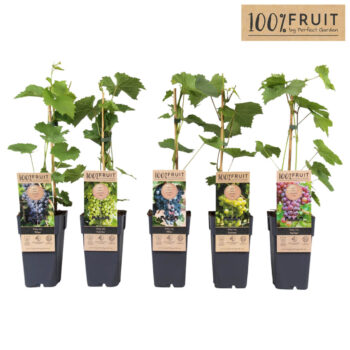 Vitis mix laag winterhard P15