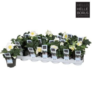 Helleborus niger 'Christmas Carol' P9