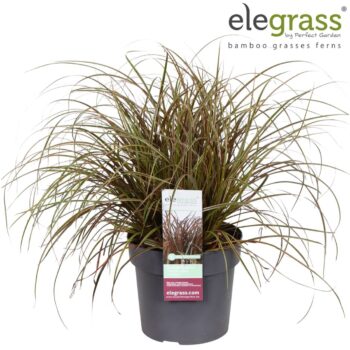 Uncinia rubra 'Everflame' P19