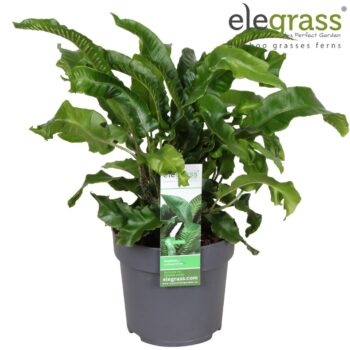 Asplenium scolopendrium P14