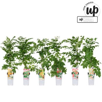 Campsis Our Choice mix tray P15