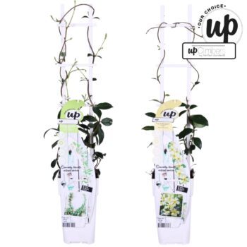 Trachelospermum Our Choice mix laag P15