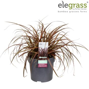 Uncinia rubra 'Everflame' P14