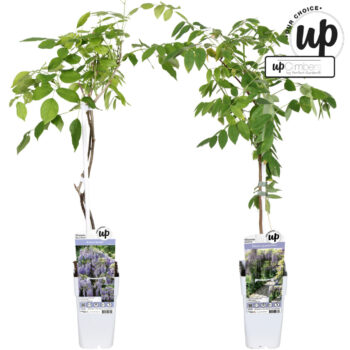 Wisteria Our Choice mix laag P15