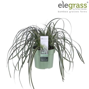 Carex 'Feather Falls' P14