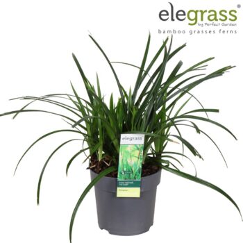 Carex 'Irish Green' P14
