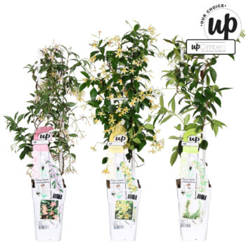 Trachelospermum Our Choice mix tray P15