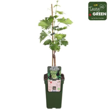 Vitis Lakemount (geënt) Bio P19