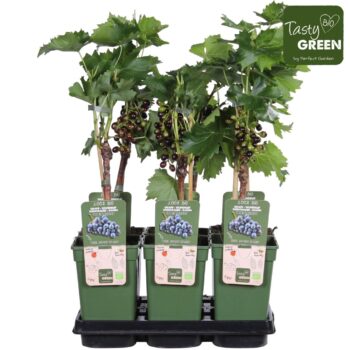 Vitis Mitschurinski rot Bio P19