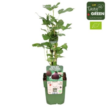 Ficus Gustissimo® Perretta®