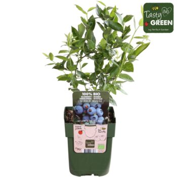 Vaccinium corymbosum 'Brigitta Blue' Bio P13