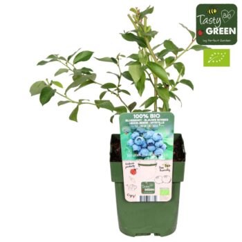 Vaccinium corymbosum Reka Bio P13