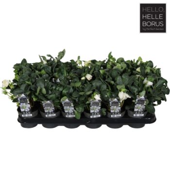 Helleborus niger 'Christmas Carol' P9 (XL)