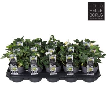 Helleborus niger 'Christmas Carol' P10,5 (XL)