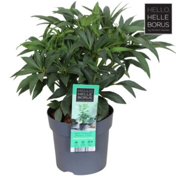 Helleborus foetidus 'Wester Flisk' P14