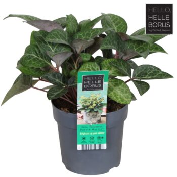 Helleborus lividus 'Purple Marble'