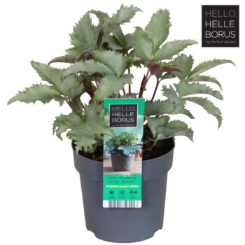 Helleborus sternii 'Silver Dollar' P14