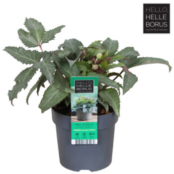 Helleborus sternii 'Silver Star'