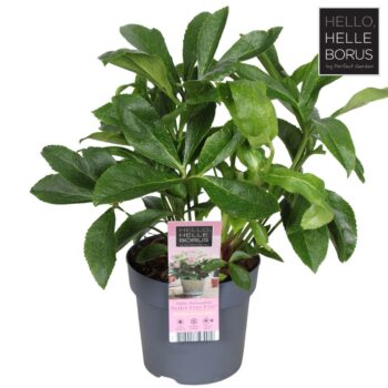 Helleborus orientalis 'Double Ellen Pink' P14