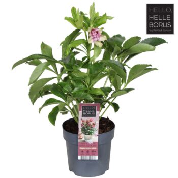 Helleborus orientalis 'Double Ellen Red' P14