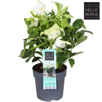 Helleborus orientalis 'Double Ellen White' P14