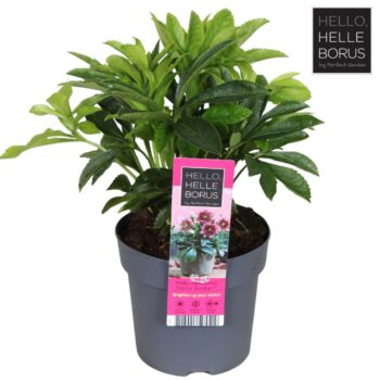 Helleborus orientalis 'Hello Amber'®