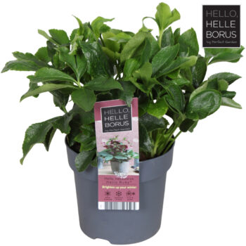 Helleborus orientalis 'Hello Ruby'® P14