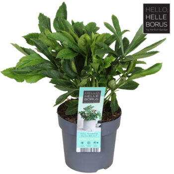 Helleborus orientalis 'Hello White'