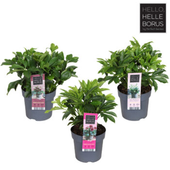 Helleborus orientalis mix tray