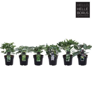 Helleborus mix laag P14