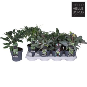 Helleborus mix tray