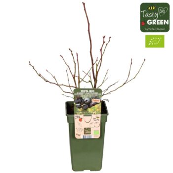 Vaccinium corymbosum 'Blue Dessert'® Bio P19