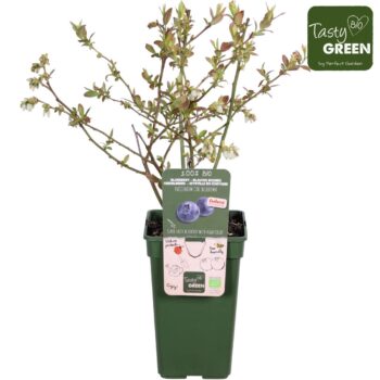Vaccinium corymbosum 'Blueroma'® Bio P19