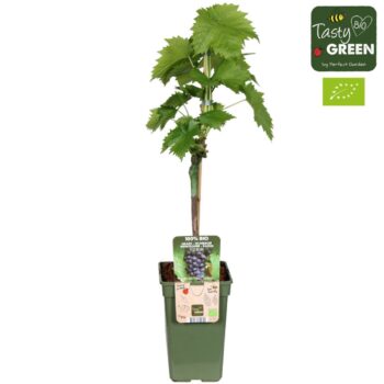 Vitis Regent (geënt) Bio P19