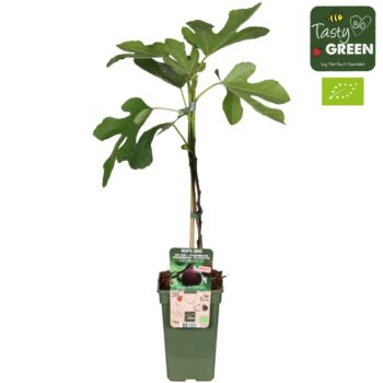 Ficus Gustissimo® Perretta®