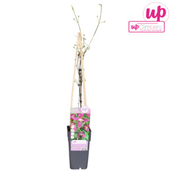 Clematis Alpina Ruby P15