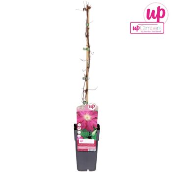 Clematis Ernest Markham P15