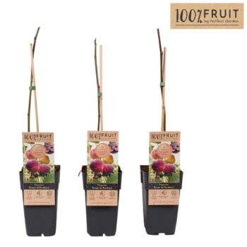 Ficus Rouge de Bordeaux