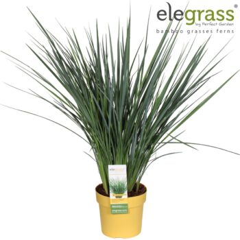 Dianella 'Coolvista'