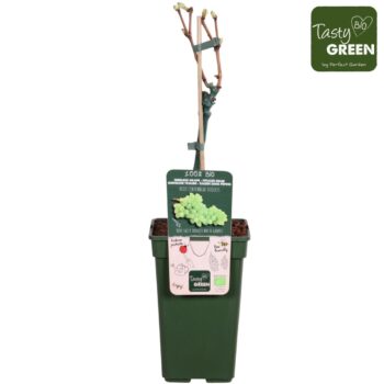 Vitis vin. Centennial Seedless Bio P19