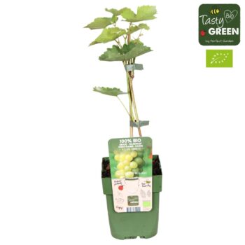 Vitis Johanniter Bio P13