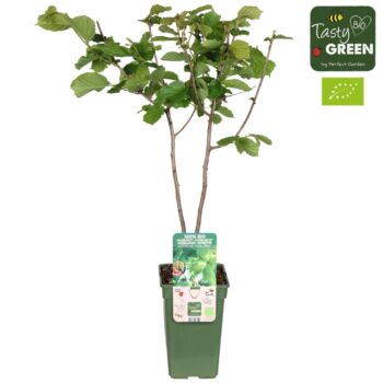 Corylus Rode Zellernoot