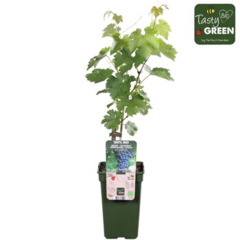 Vitis vinifera 'Dornfelder' Bio P19