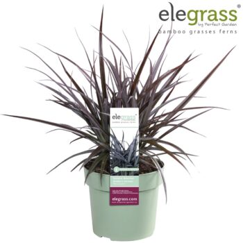 Astelia x nervosa 'Red Shadow' P19