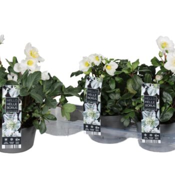 Helleborus niger 'Christmas Carol' P19 (Schaal)