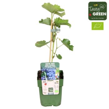 Vitis Boskoop Glory Bio P13
